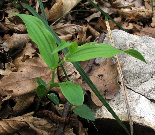 Epipactis muelleri