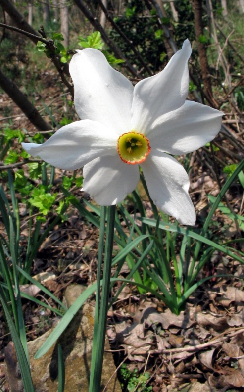 Narcissus poeticus / Narciso dei poeti