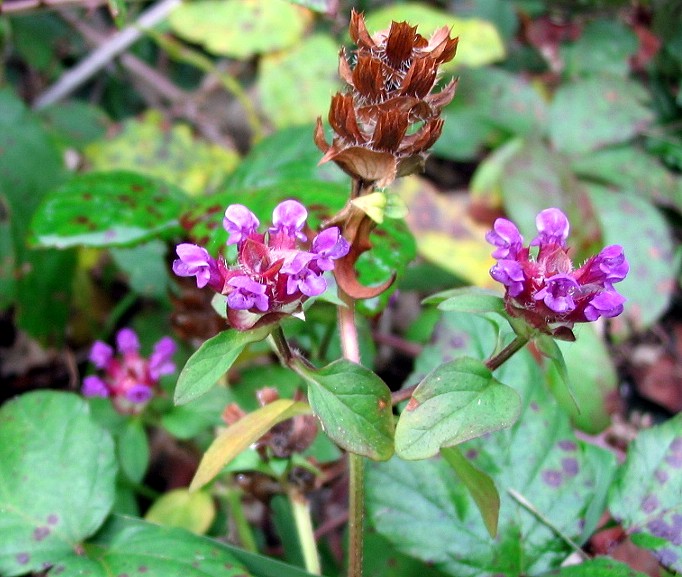 Prunella vulgaris / Prunella comune