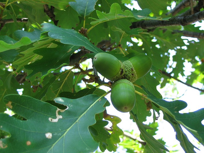 Quercus petraea / Rovere