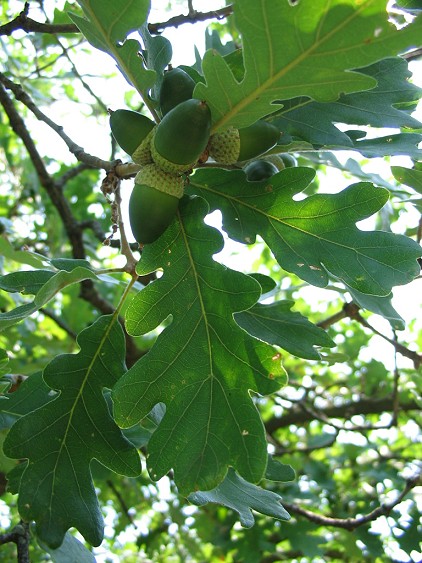 Quercus petraea / Rovere