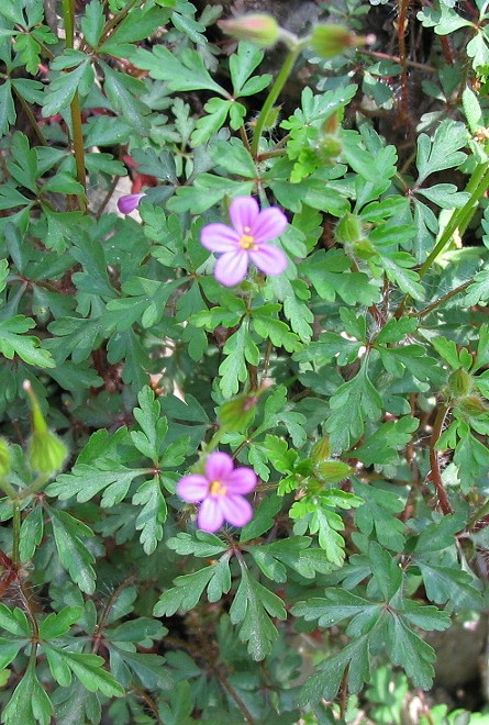 Geranium purpureum / Geranio purpureo