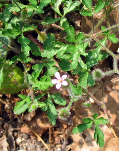 Geranium purpureum / Geranio purpureo