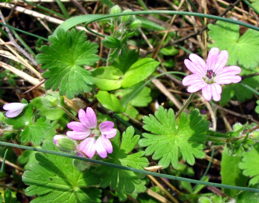 Geranium molle / Geranio volgare