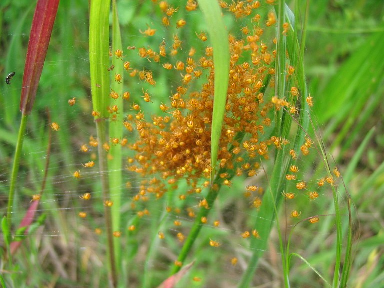 ragnetti arancione ( 