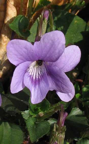 Viola reichenbachiana