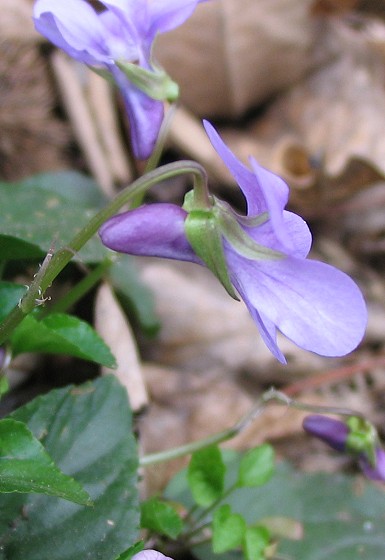 Viola reichenbachiana