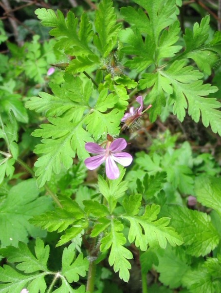 Geranium robertianum / Geranio di S.Roberto