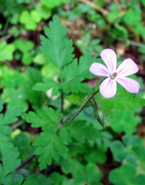 Geranium robertianum / Geranio di S.Roberto