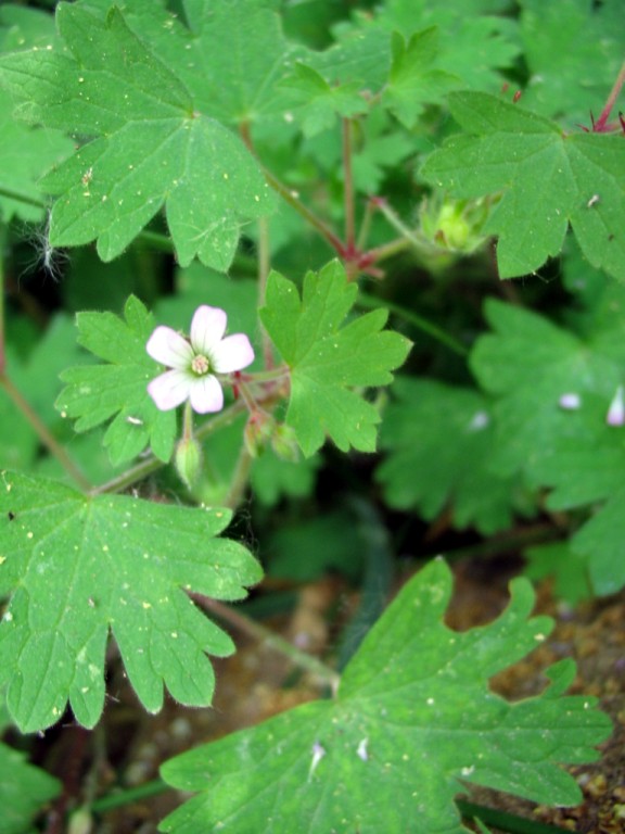 Geranium rotundifolium / Geranio malvaccino