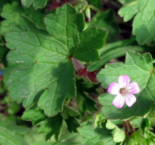 Geranium rotundifolium / Geranio malvaccino