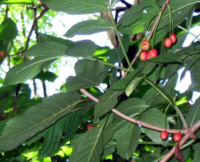 Prunus cerasus / Marena