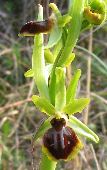 Ophrys sphegodes