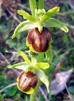 Ophrys sphegodes