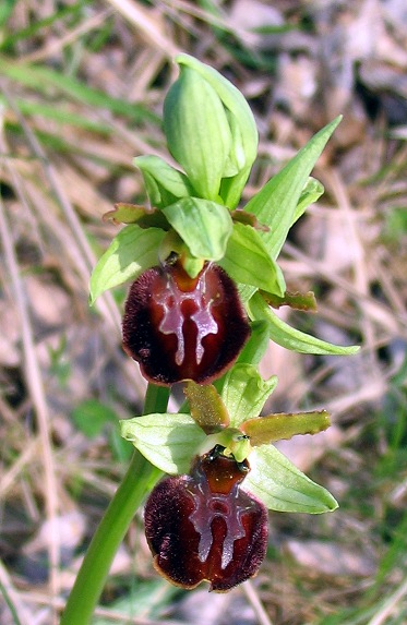 Ophrys sphegodes