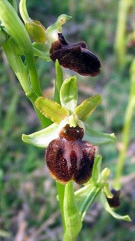 Ophrys sphegodes