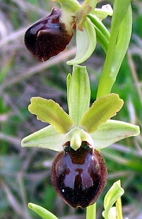 Ophrys sphegodes