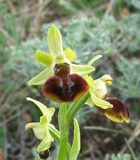 Ophrys sphegodes