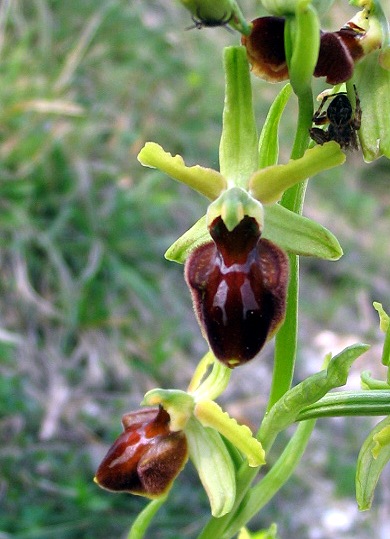 Ophrys sphegodes