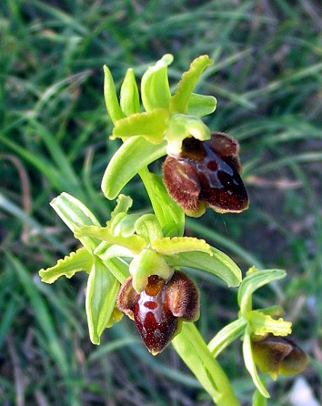 Ophrys sphegodes