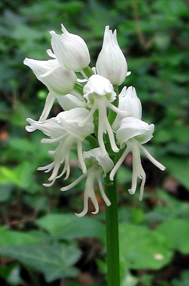 Orchis simia bianca