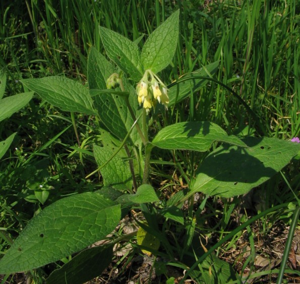 Symphytum bulbosum / Consolida minore