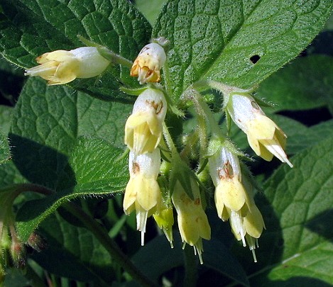 Symphytum bulbosum / Consolida minore