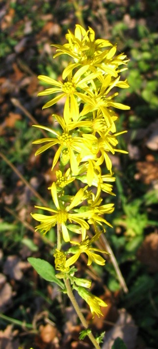 Solidago virgaurea / Verga d''oro comune