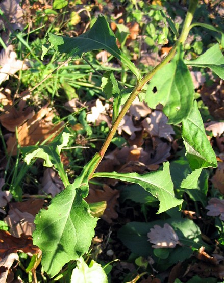 Solidago virgaurea / Verga d''oro comune