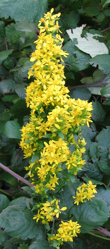 Bella fioritura gialla Solidago virgaurea