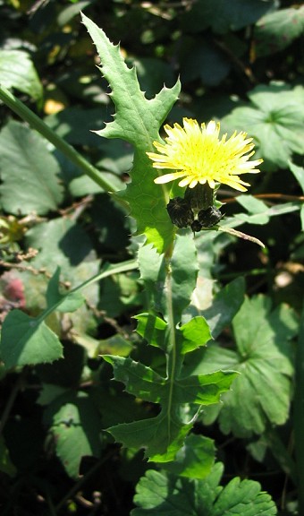 Sonchus oleraceus