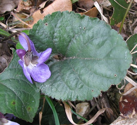 Viola suavis / Viola soave