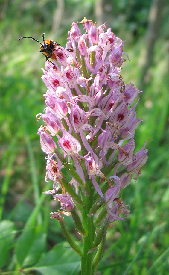 Orchis tridentata (sfiorita )