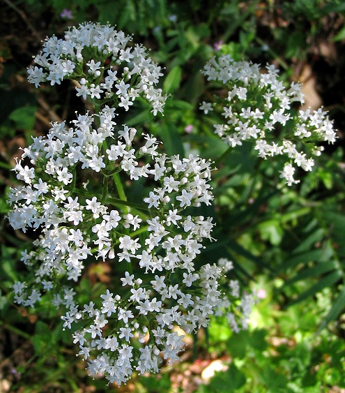 Valeriana officinalis / Valeriana comune