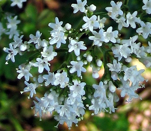 Valeriana officinalis / Valeriana comune