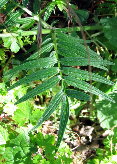 Valeriana officinalis / Valeriana comune