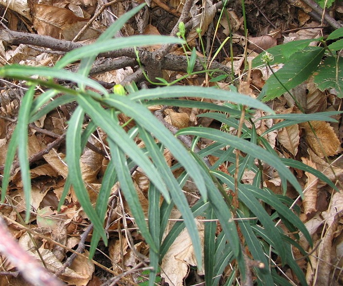 Hieracium sabaudum ?