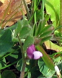 Vicia lathyroides