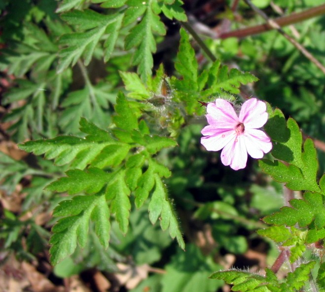 Geranium robertianum / Geranio di S.Roberto