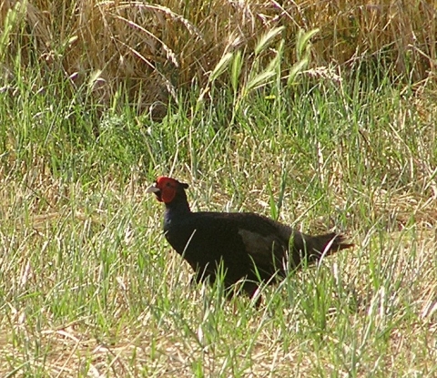 Fagiano tenebroso Phasianus colchicus var. tenebrosus