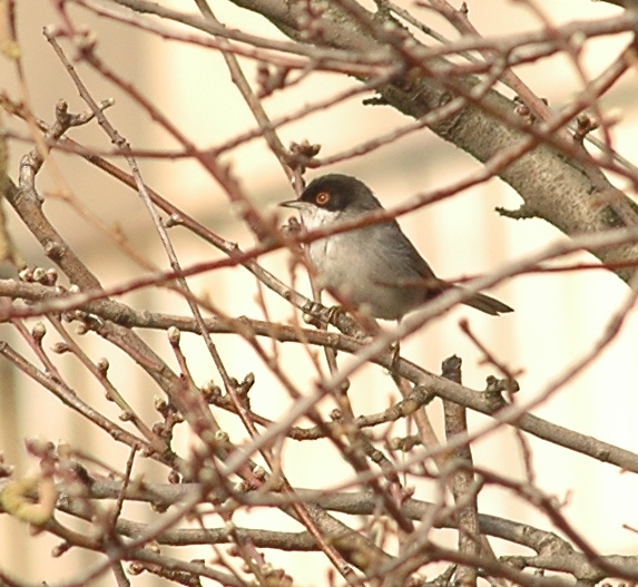 Occhiocotto - Sylvia melanocephala