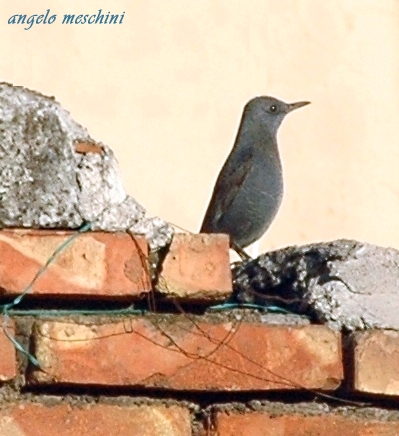 Passero solitario Monticola solitarius