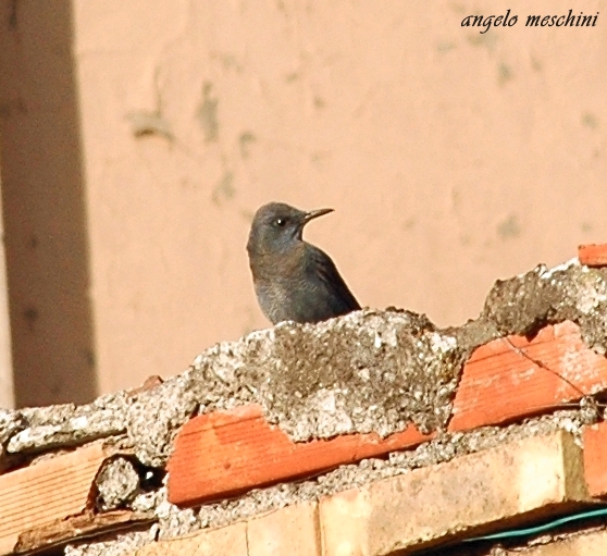 Passero solitario Monticola solitarius