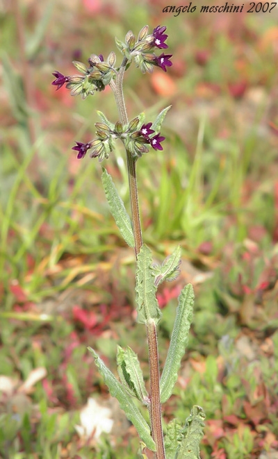 Anchusa undulata subsp. hybrida / Buglossa ibrida