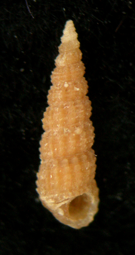 Bittium jadertinum