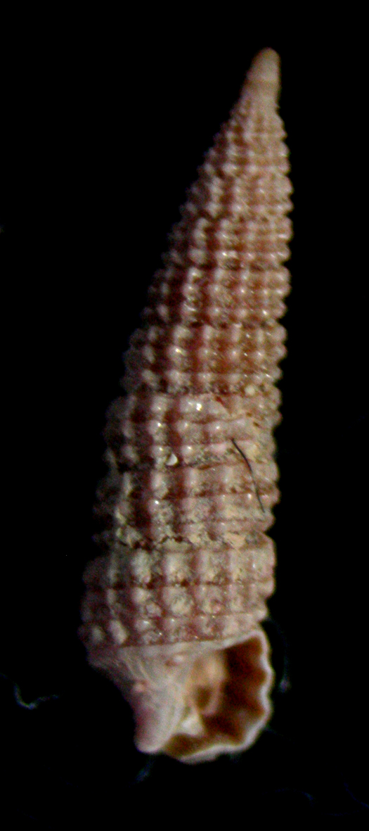 cerithiopsis sp