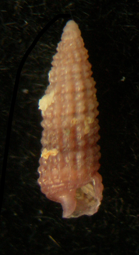 Krachia cylindrata