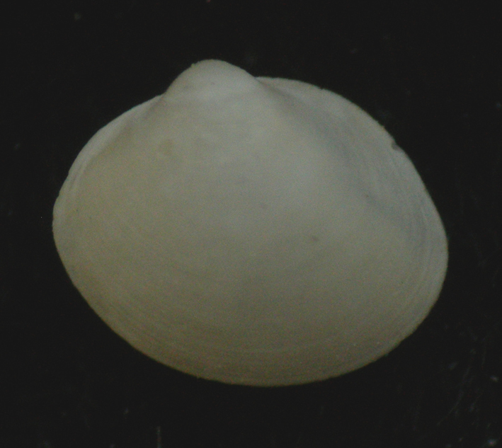 Pristigloma minima