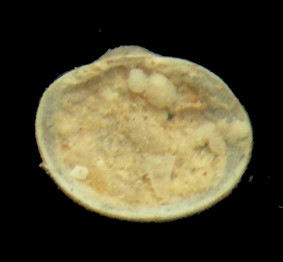 Pristigloma minima