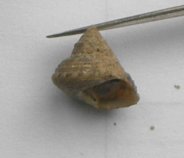 Gibbula cfr. philberti